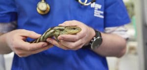 Auxiliar nos cuidados prestados aos animais